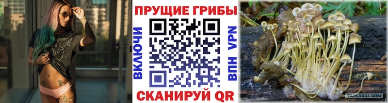 Купить  Вихоревка  Галлюциногенные грибы прущие грибы 